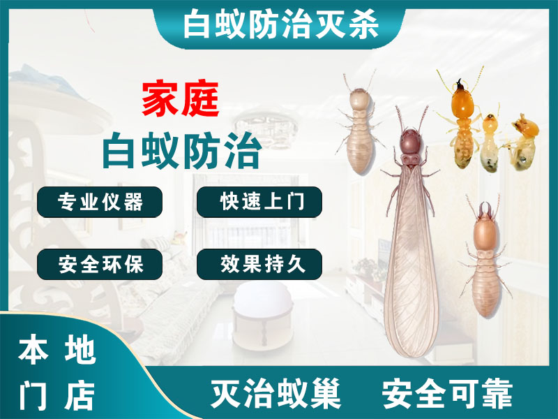 嘉兴家庭白蚁防治